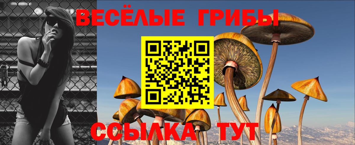 Канаш  где продают наркотики  Вход с VPN  Галлюциногенные грибы Psilocybe 